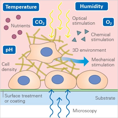 Parameters for Healthy Cells