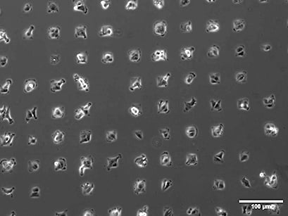 oem_mp_example_singlecell.jpg