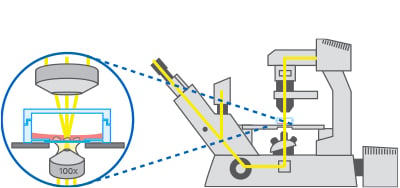 Upright And Inverted Microscopy Theory And Applications Ibidi