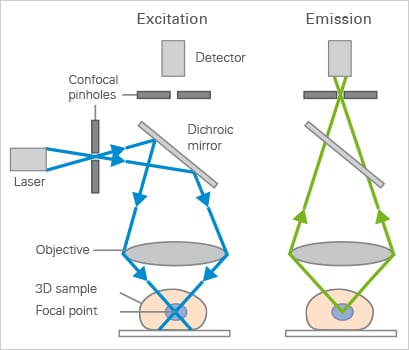 confocal microscopy