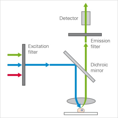 Inverted fluorescence microscope principle