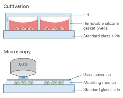 Immunofluorescence Assays Chamber Slides Ibidi