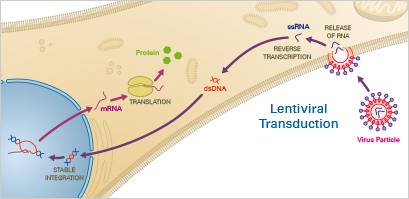 Transient transfection method for LV vector production. In transient
