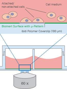 ibidi_micropatterned_chip.jpg