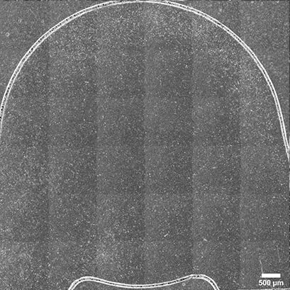 lung_cells_02.jpg