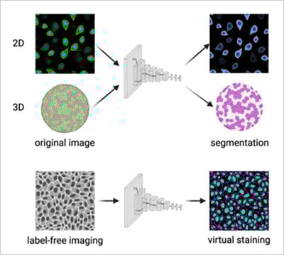 Convolutional neural networks for 2D/3D segmentation and virtual staining