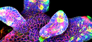 The Art and Science of 3D Cell Culture Through Microscopy