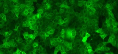 How to Use Calcium Imaging for Investigating Cell Signaling