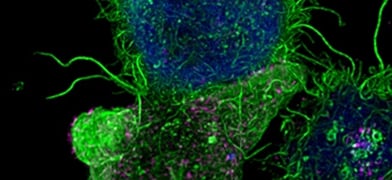 Mechanistic Insights into Immune Synapse Formation During Immune Response