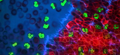 The Great Escape:How Cells Migrate to Shape Life and Disease