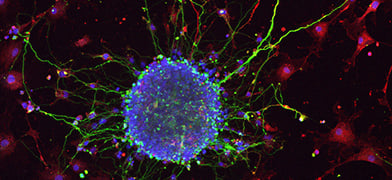 in vitro models of the nervous system