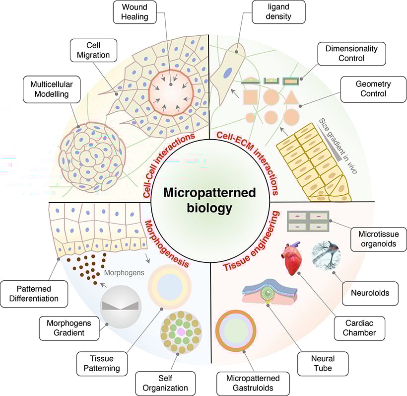 Applications of micropatterned biology