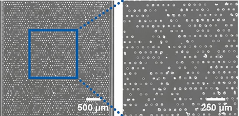A549 cells on a laminin-coated µ-Slide VI 0.4 µ-Pattern (25 µm squares, 75 µm distance, hexagonal)