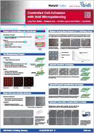 Controlled Cell Adhesion With ibidi Micropatterning