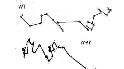 UP 01: Determination of the Chemotactic Behavior of Campylobacter jejuni by using the μ-Slide Chemotaxis