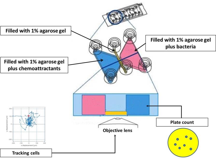 UP01_Elgamoudi_Chemotaxis_01.jpeg
