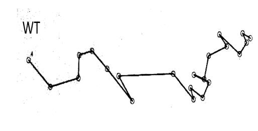 UP01_Elgamoudi_Chemotaxis_04.jpeg
