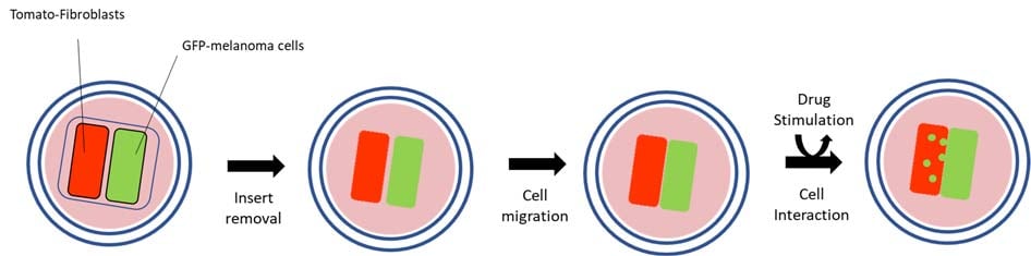 Schematic overview of the 2D invasion system