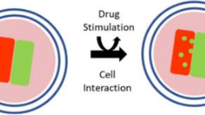 UP 06: Protocol for 2D Invasion Assay