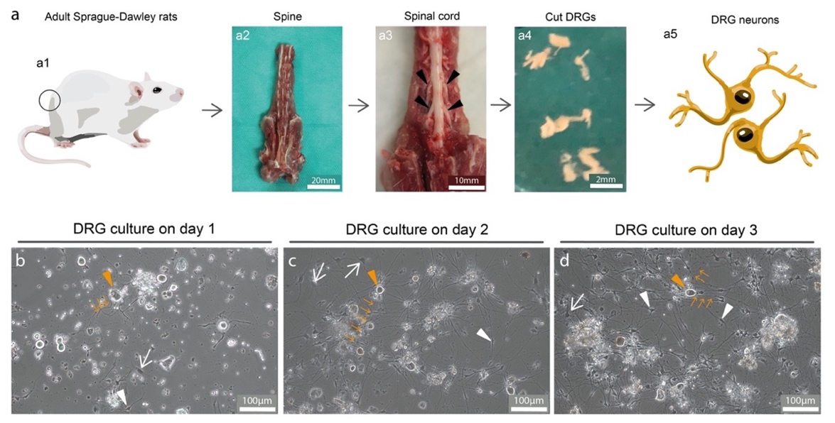 Establishment of primary DRG neuron culture