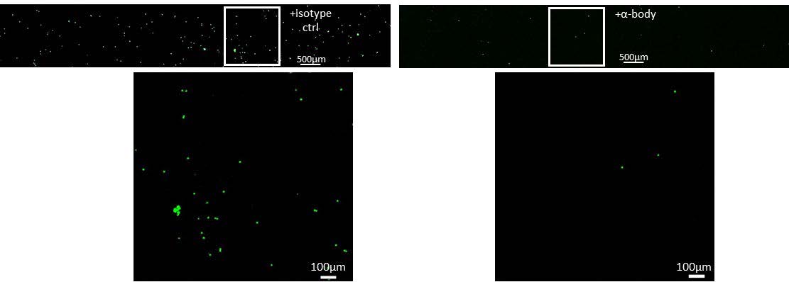 MM cell adherence to endothelial cells under flow after isotype control and antibody treatment