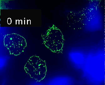 Timelapse movie of immune synapse formation and multivesicular body polarization