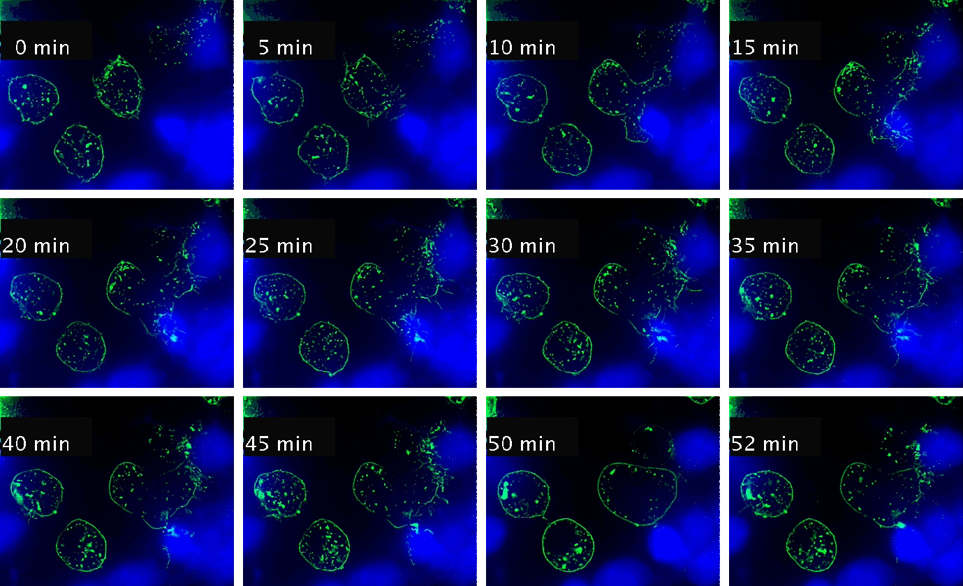 Timelapse montage of immune synapse formation and multivesicular body polarization