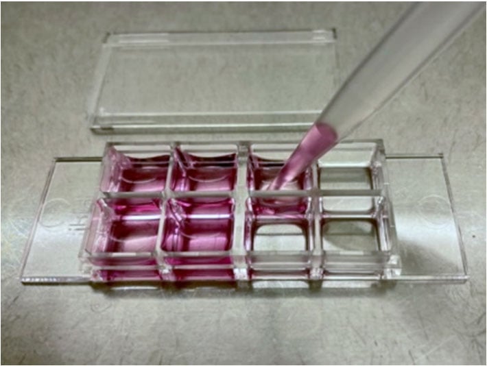 Cell culture using an ibidi µ-Slide 8 Well chamber