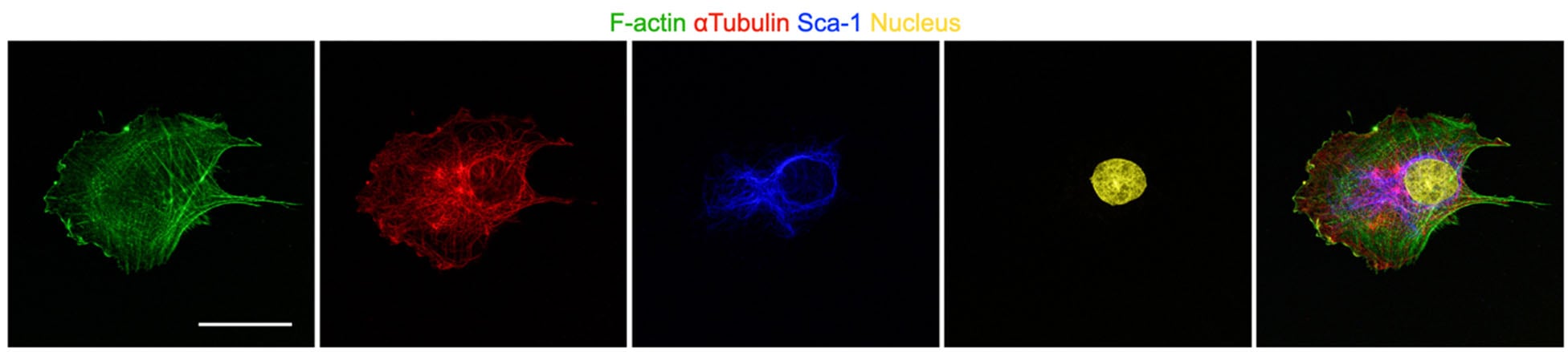 Mesenchymal stem cell stained for F-actin, α-Tubulin, Sca-1, and nuclei after Narciclasin treatment