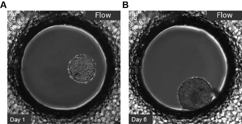 L929 fibroblast spheroid formation in the µ-Slide Spheroid Perfusion