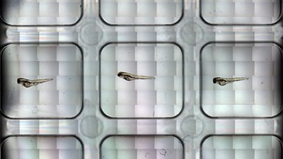 UP 12: Time-Lapse Microscopy of Zebrafish Larvae in the ibidi μ-Slide 2 Well Co-Culture