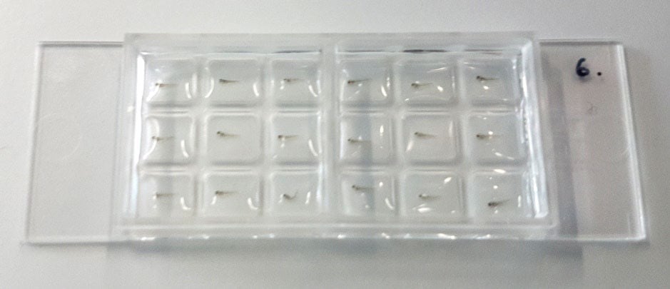 Zebrafish larvae embedded in low melting point agarose in a µ-Slide 2 Well Co-Culture