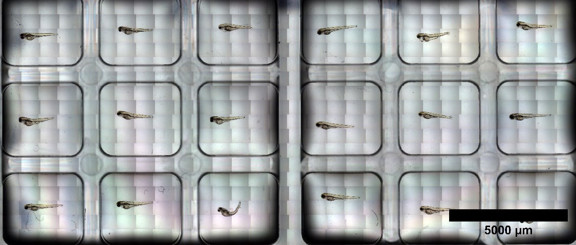 Brightfield tile-scan of zebrafish larvae in the µ-Slide 2 Well Co-Culture