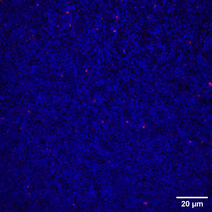 Confocal microscopy of a stained Pseudomonas aeruginosa biofilm with EbbaBiolight 680 and DAPI