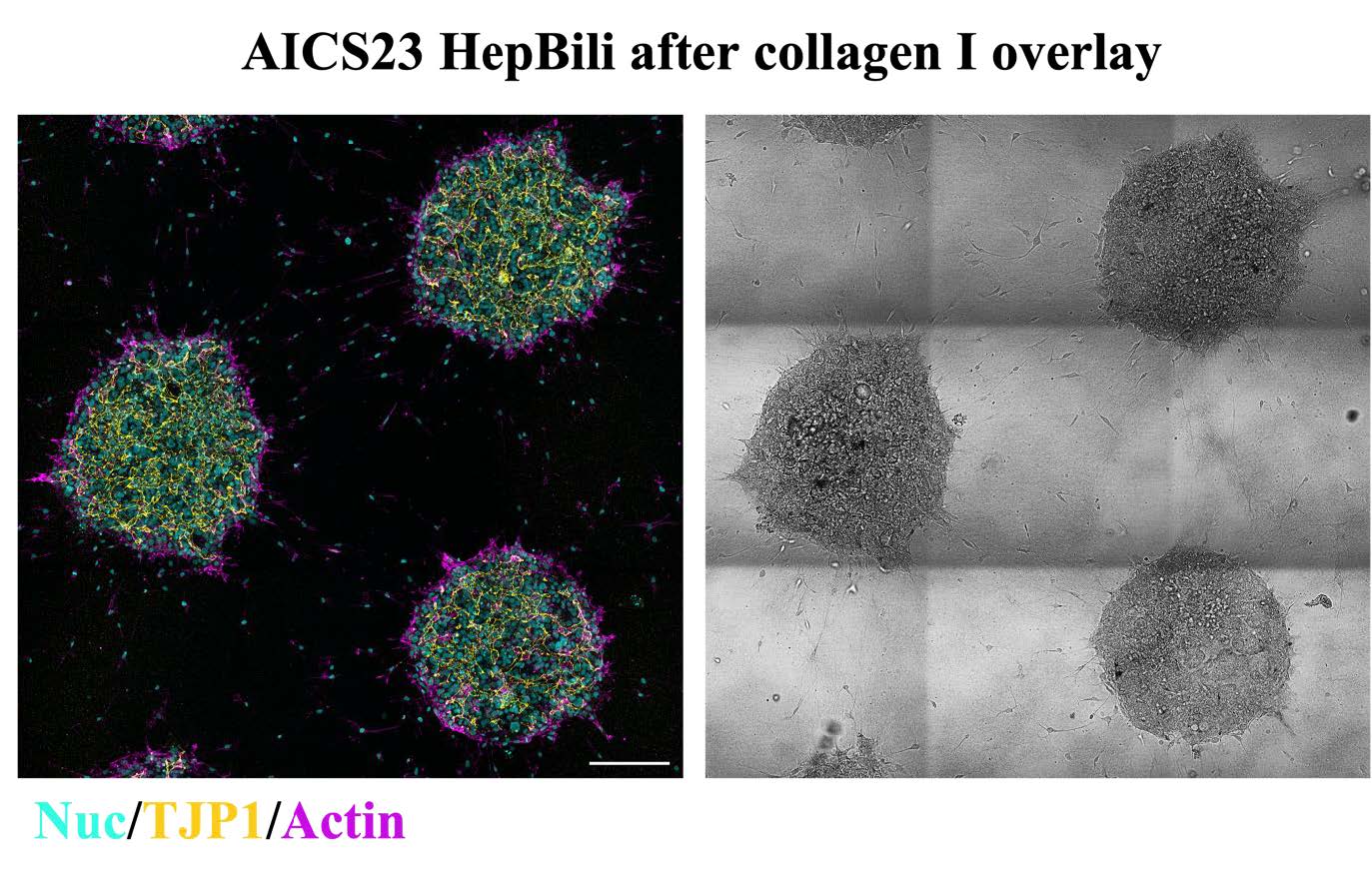 Induction of tubular organoids on micropattern after collagen I overlay