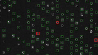 UP 17: Protocol for Single Cell Analysis With the µ-Pattern ibiTreat