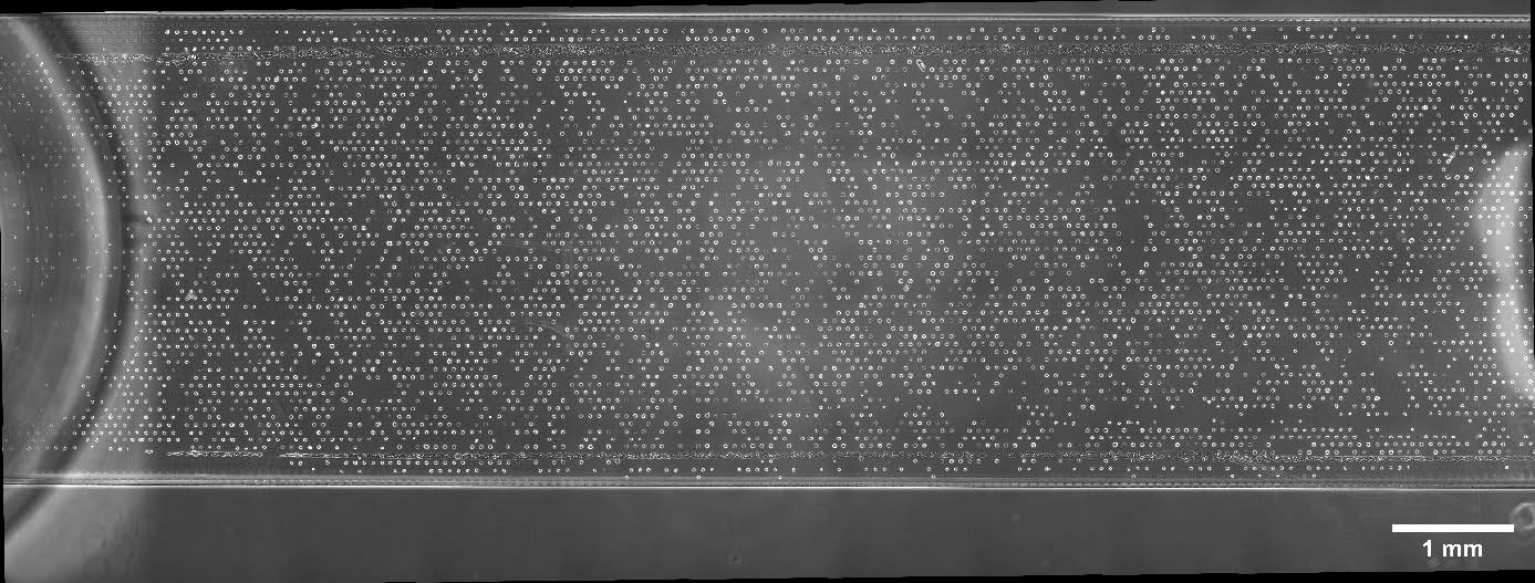 Single-cell distribution in a complete channel of the µ-Slide VI 0.4 µ-Pattern ibiTreat