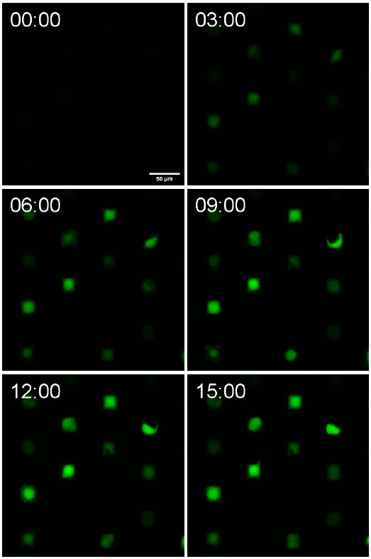Time-lapse fluorescence images of eGFP expression in single cells on the µ-Pattern ibiTreat