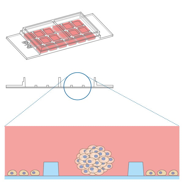 Different cell populations seeded in separate wells of the µ-Slide 2 Well Co-Culture
