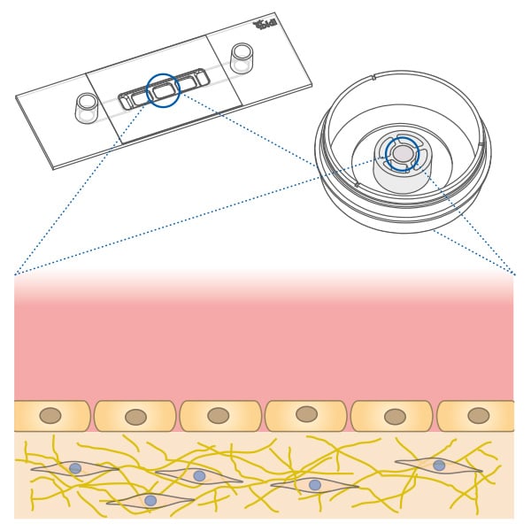 3D co-culture with one cell population in the gel and a different cell population on the gel