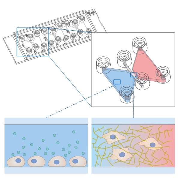 Different cell populations seeded in separate areas of a µ-Slide Chemotaxis