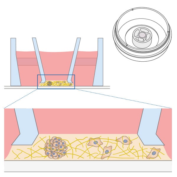 Different cell populations seeded in the same gel using the micro-Insert 3D