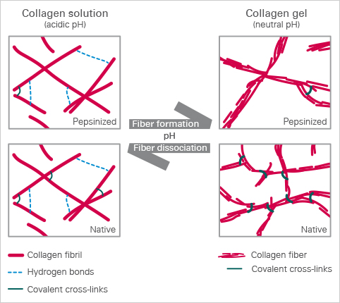 Collagen polymerization