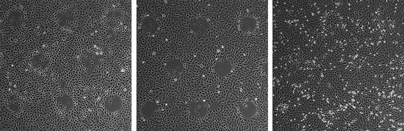 Optical Wounding Example ibidi Micro Illumination System