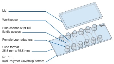 Key features of the µ-Slide Tissue Engineering