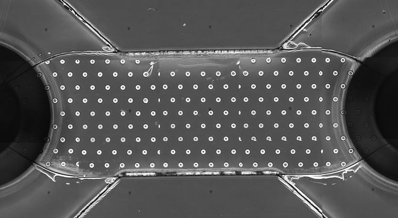 Stitched phase contrast image of 200 µm PEG-NB hydrogel pillars created in the µ-Slide Tissue Engineering