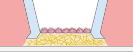 Potential air-liquid interface assay concept with the micro-Insert 3D