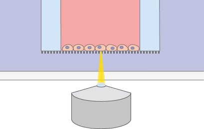 Cell interface with porous membrane insert illustration