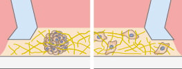 Cells embedded within a hydrogel in the micro-Insert 3D