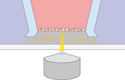 Cell-gel interface illustration